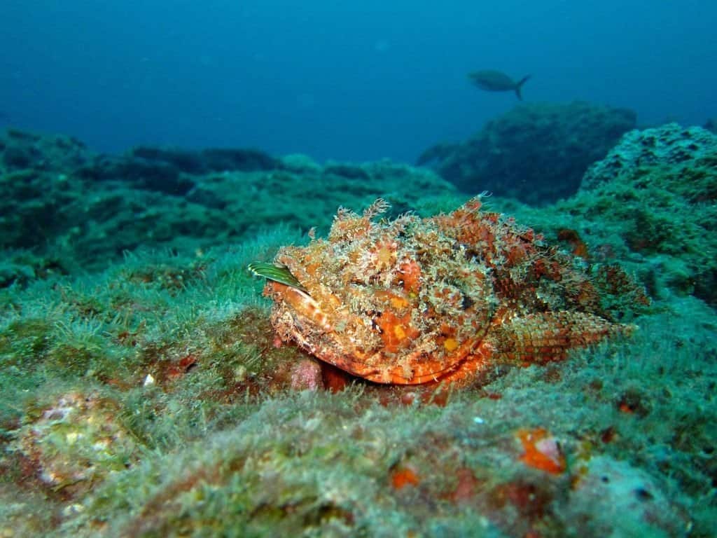 Scorpionfish camouflage themselves with the seafloor and wait to ambush passing prey