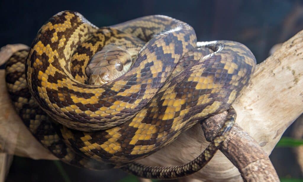 Scrub python on a tree branch