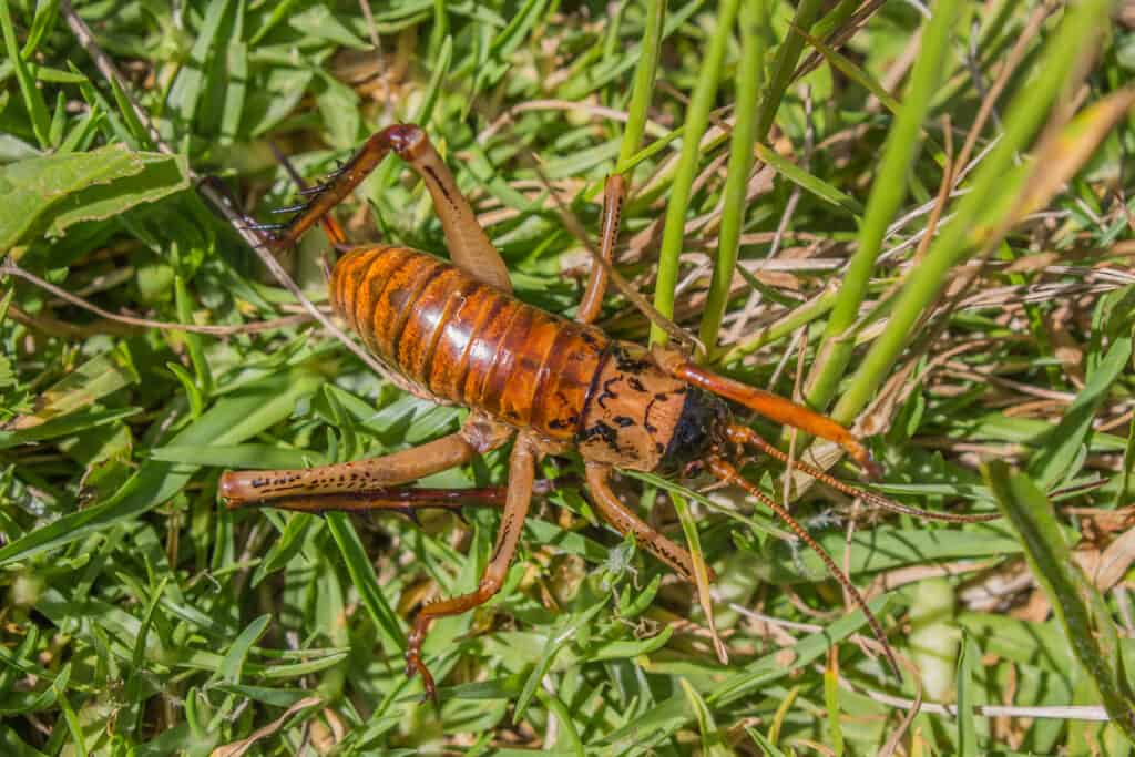 Giant Weta