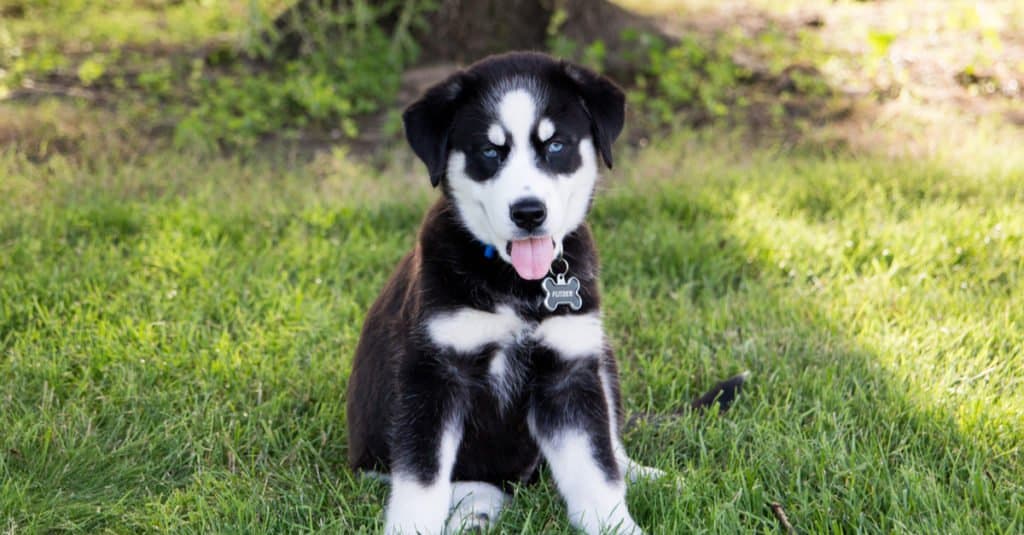 huskador puppy