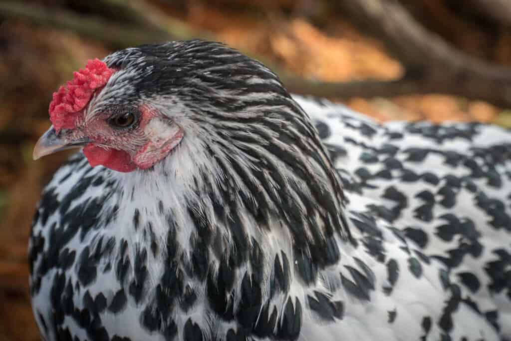 Closeup of a Hamburg hen focusing on her face