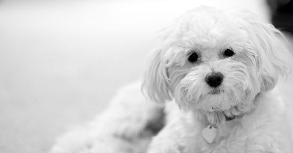 Maltipoo laying down