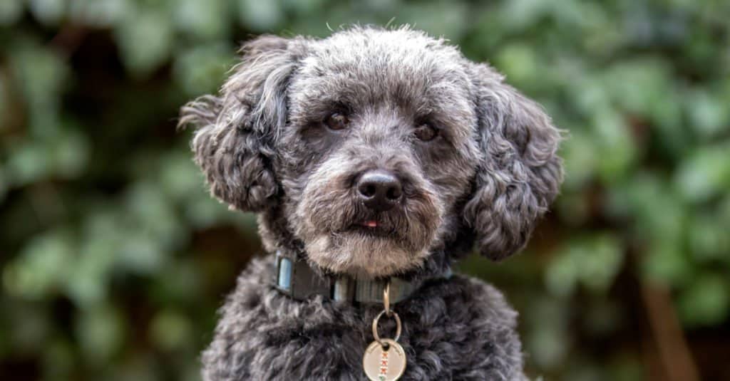 Schnoodle outside in the park