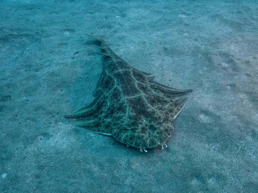 Squatina squatina in the sand