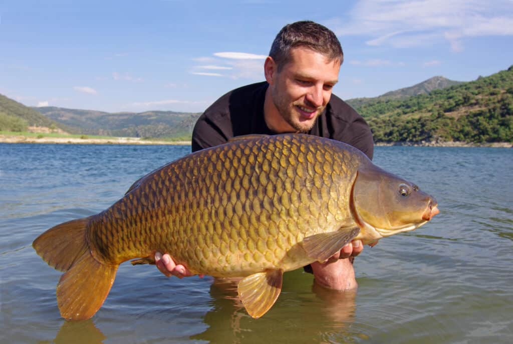 man holding giant common carp