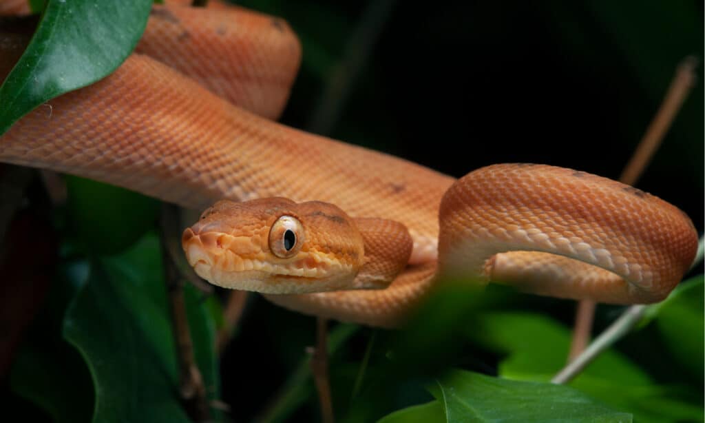 Amazon Tree Boa