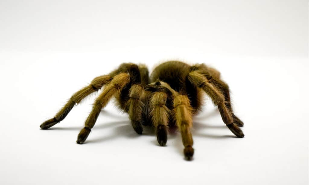 Arizona Blond Tarantula