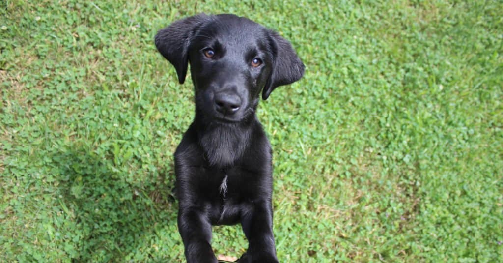 black Goldador puppy playing