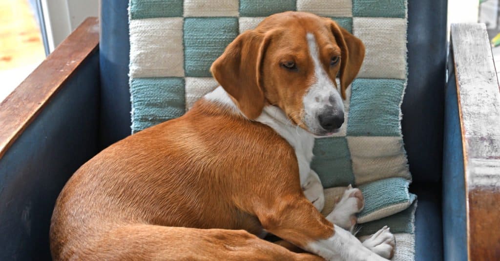 Drever dog sitting in a rocking chair