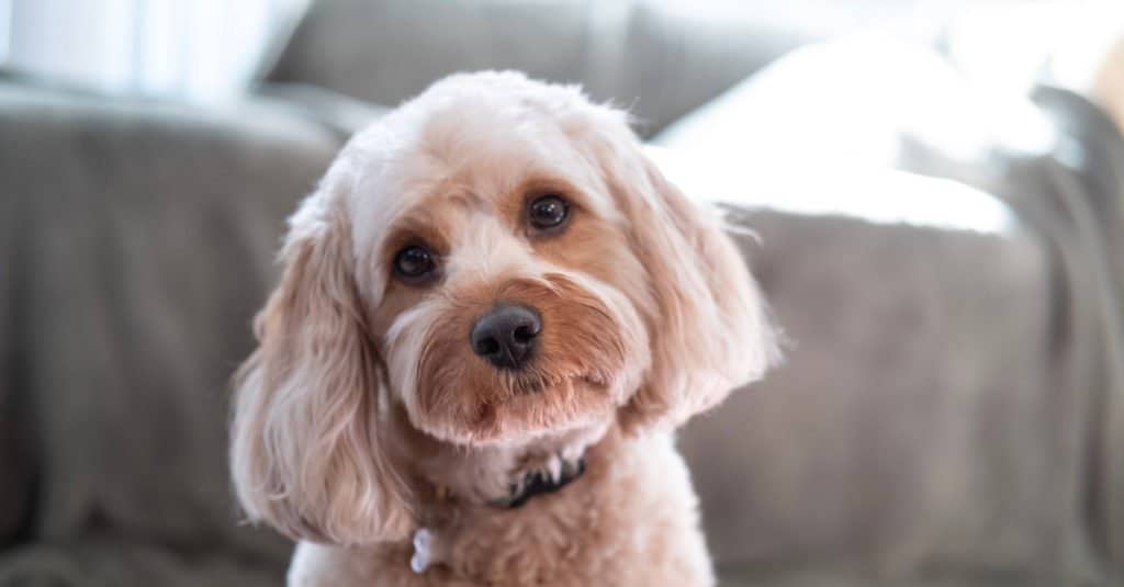 Cavapoo sitting in the couch