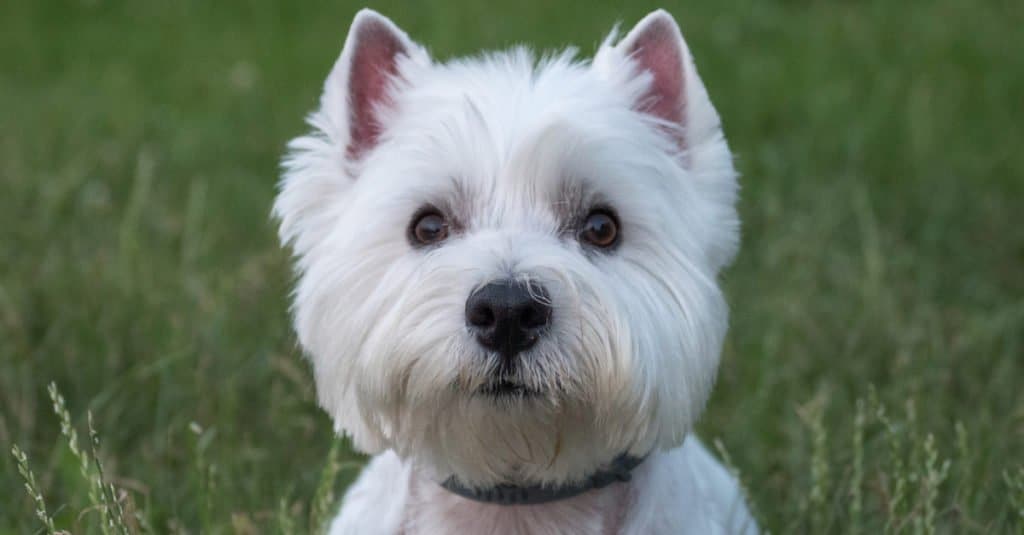 West Highland Terrier laying in the grass in a park