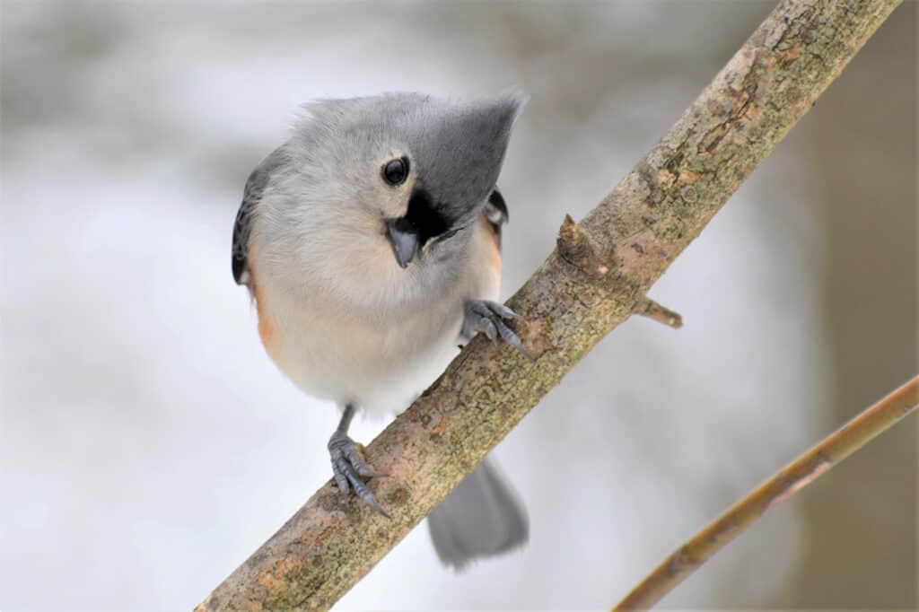 tufted titmouse