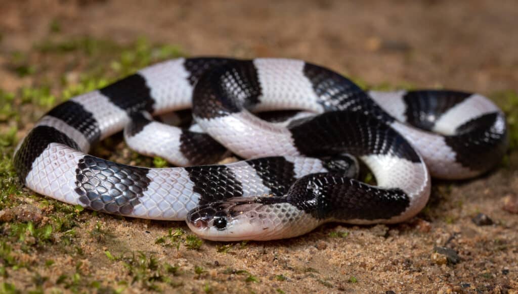 Malayan Krait