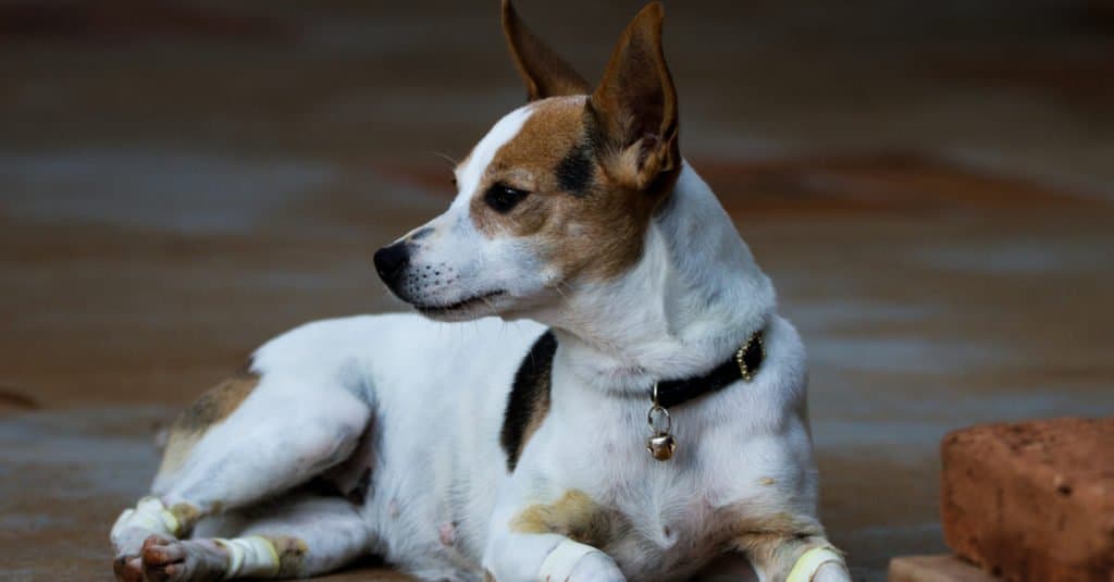 Brazilian Terrier Puppy