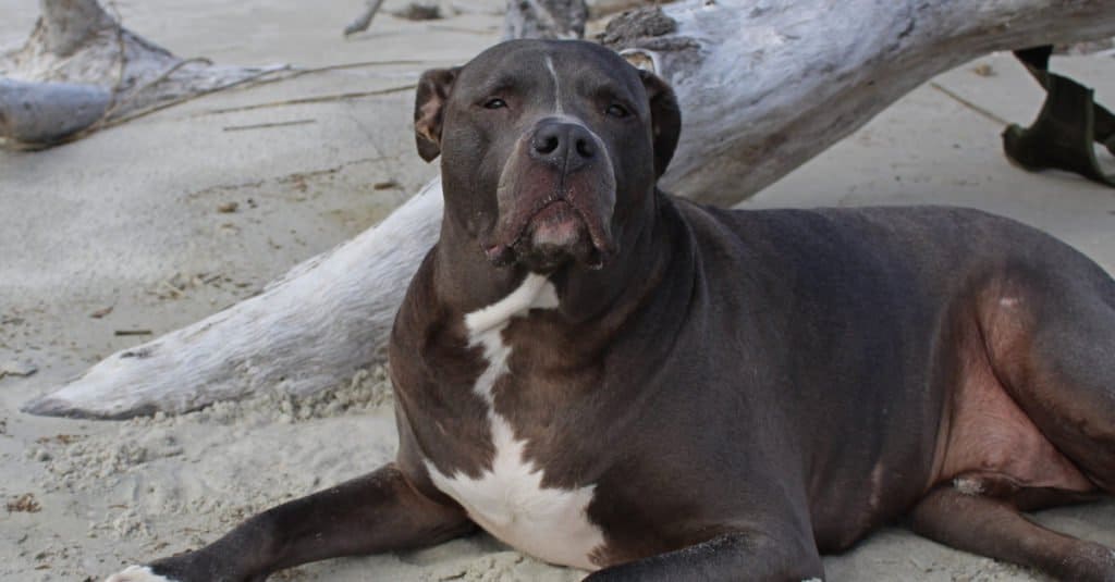 black Pitador laying on the beach