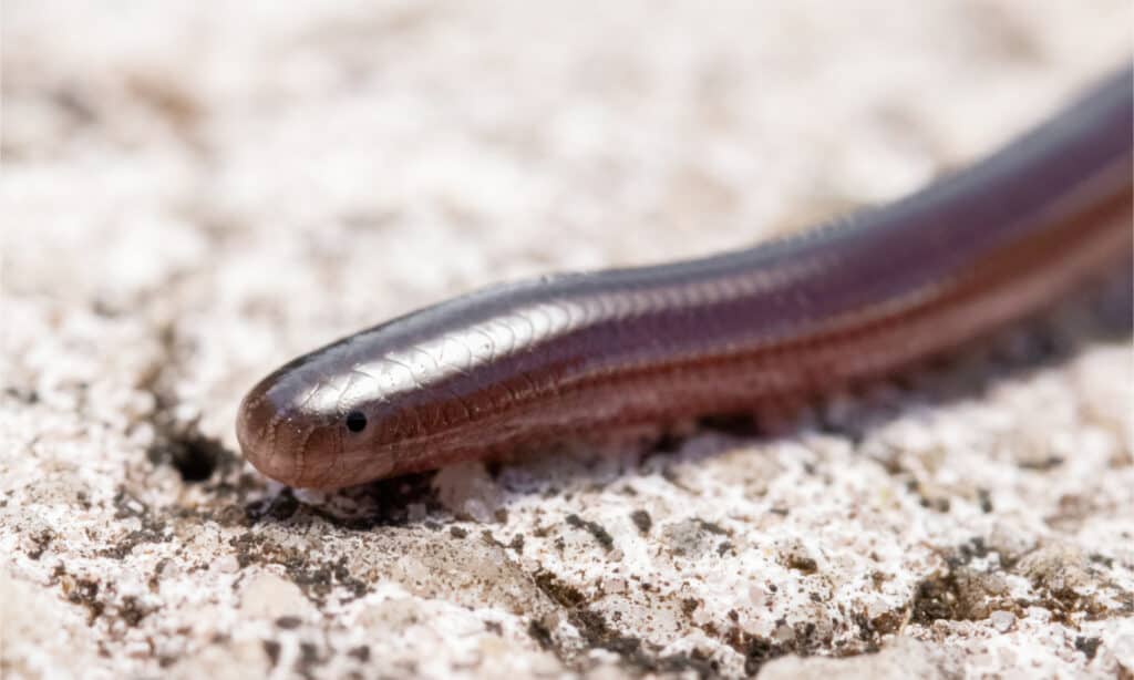 Brahminy Blindsnakes are small, thin, and shiny silver gray, charcoal gray, or purple.