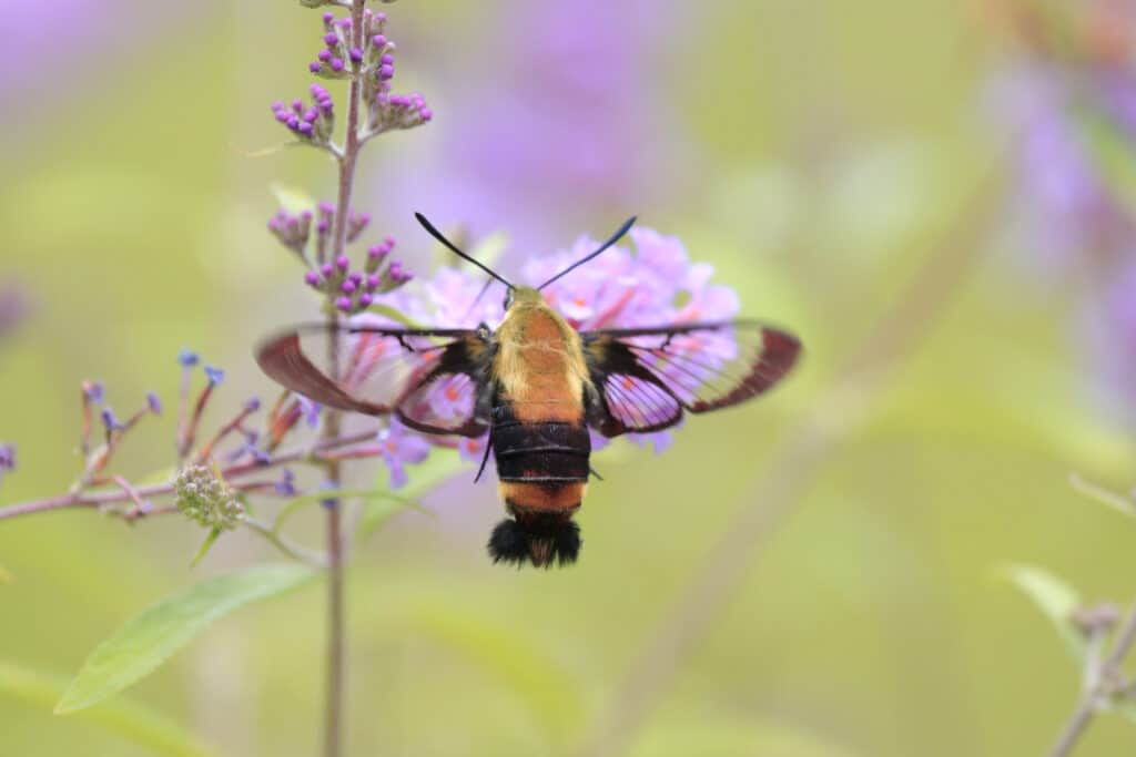 snowberry clearwing moth