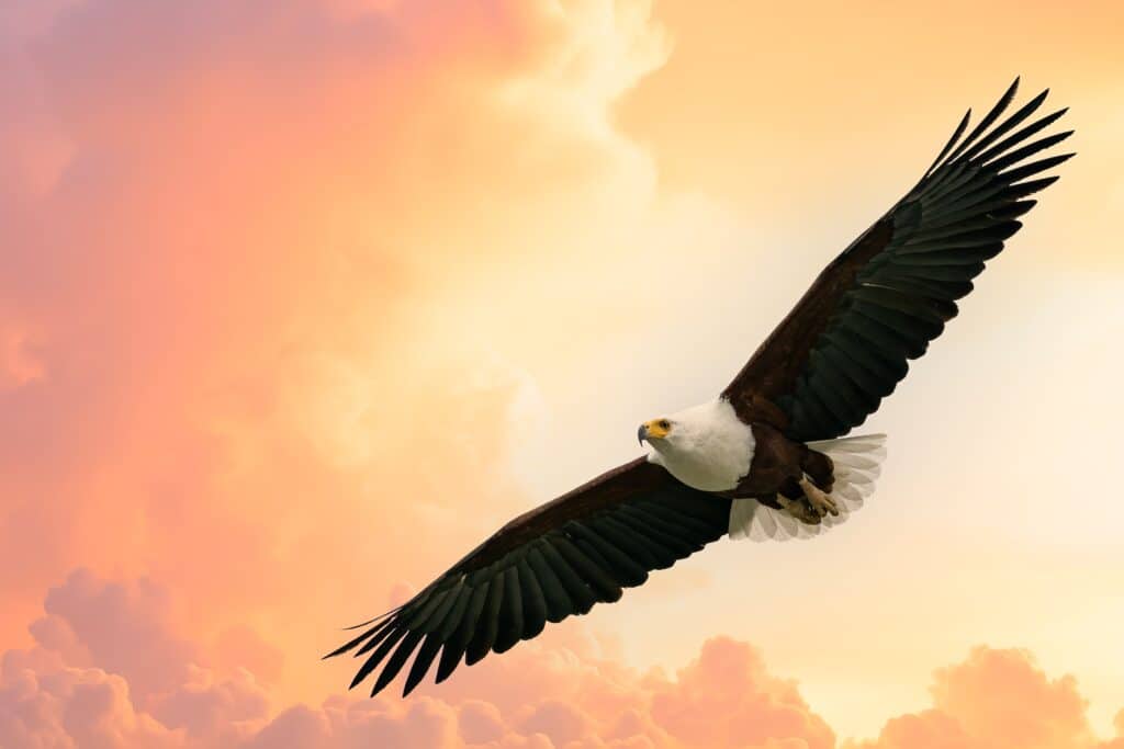 African fish eagle flying against an orange sky at sunrise in Kenya