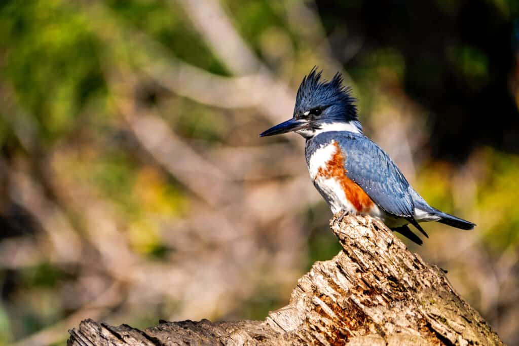 Belted kingfisher