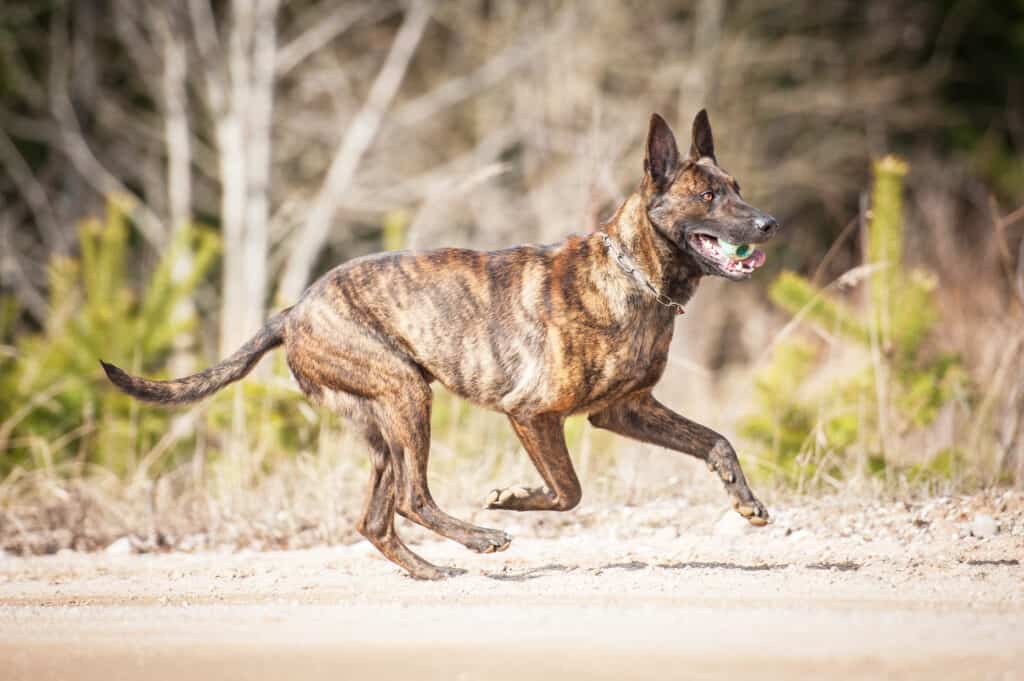 Dutch Shepherd playing with a ball