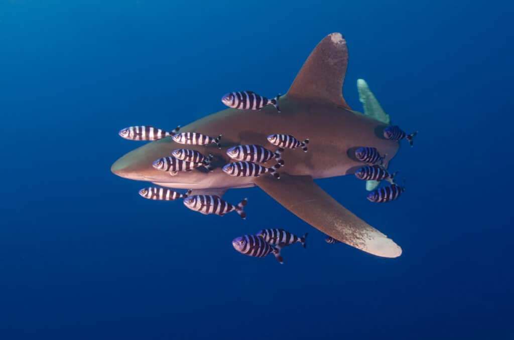 oceanic whitetip shark