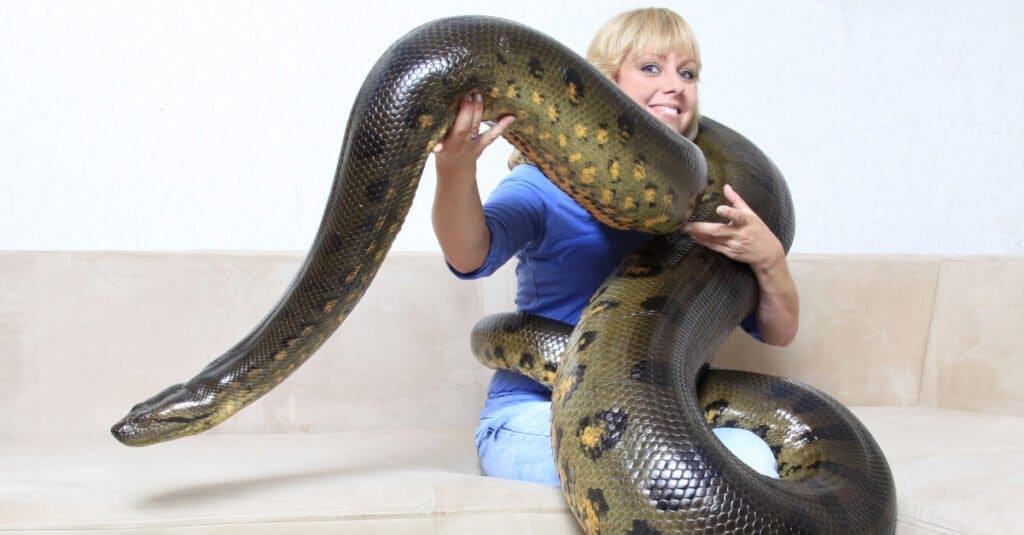 What Do Anacondas Eat - Pet Anaconda