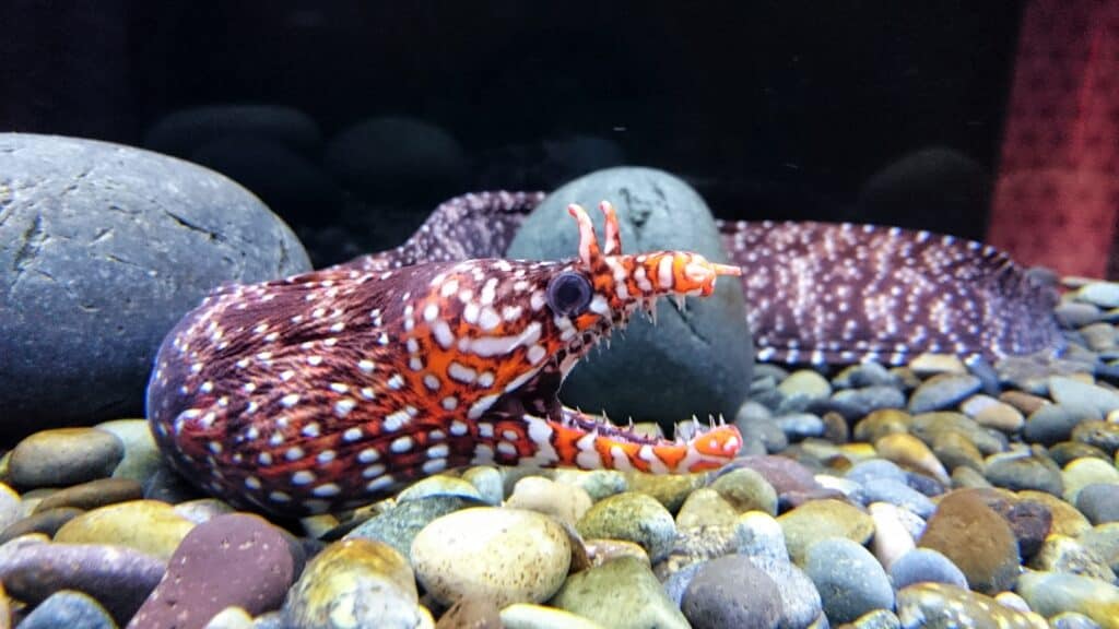 A Japanese dragon eel with its mouth open on a rocky substrate