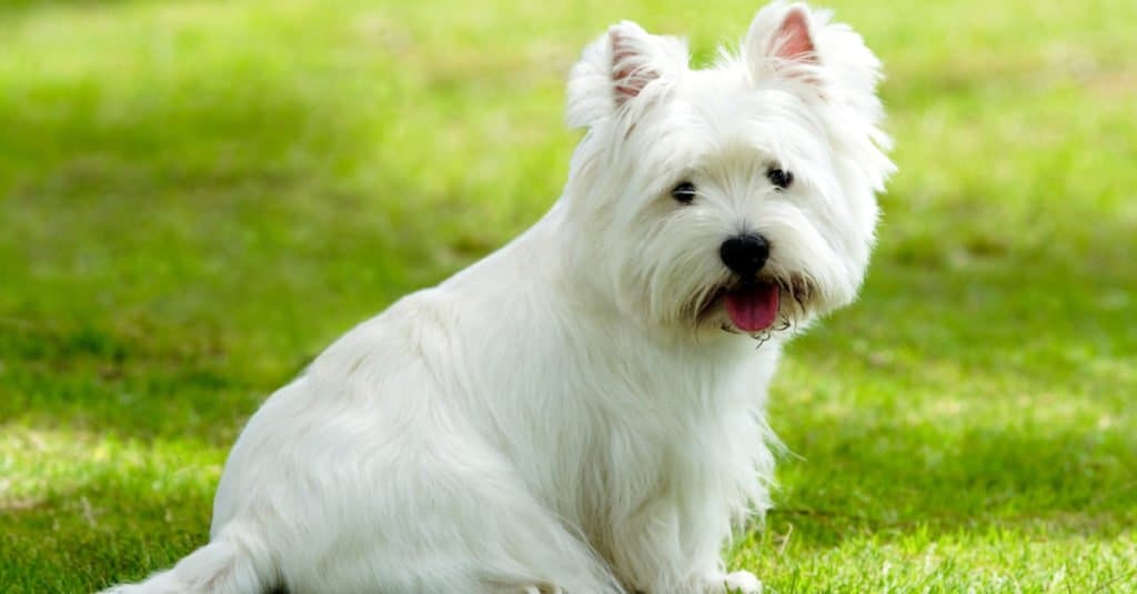 West Highland Terrier