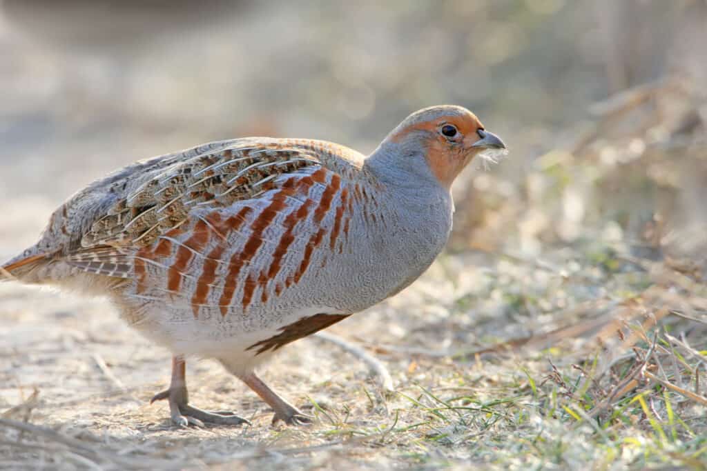 Gray partridge walking on sand