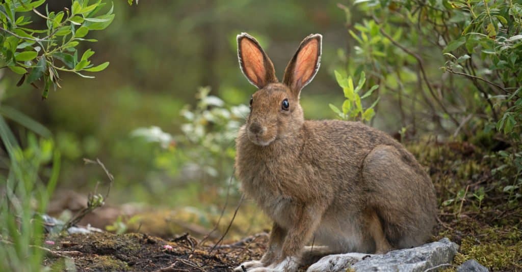 Snowshoe Hare