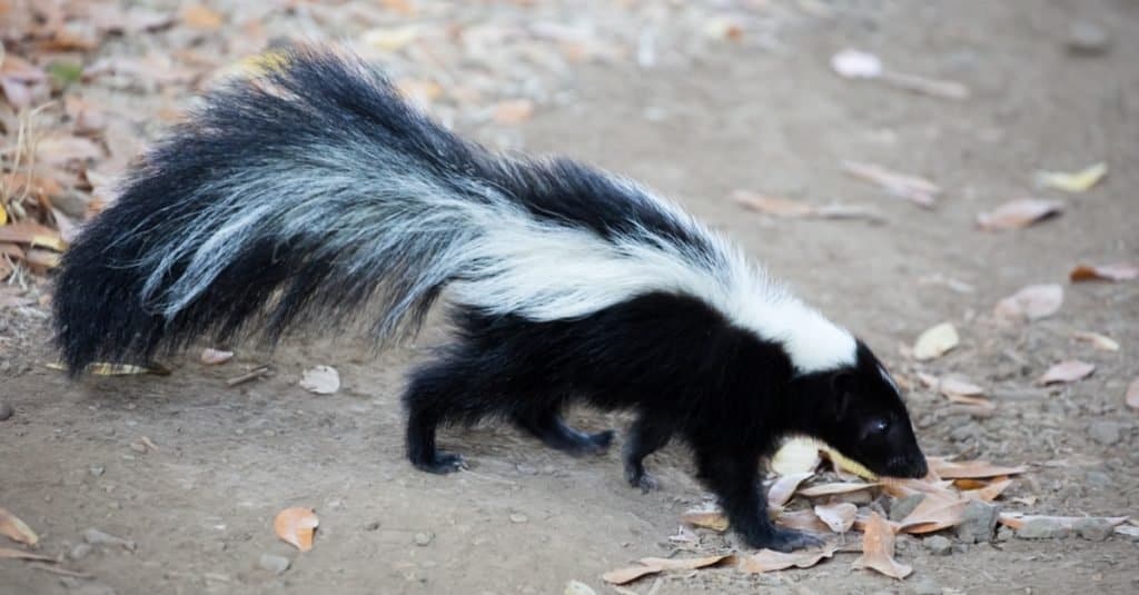 Striped Skunk - Mephitis mephitis. Rancho San Antonio County Park, Santa Clara County, California, USA.