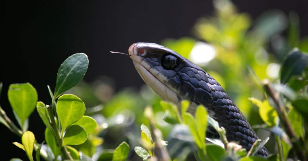 close up of Southern black racer with tongue out