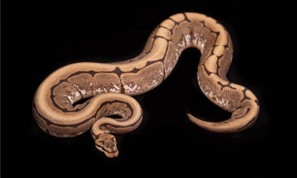 Spider ball python on black background