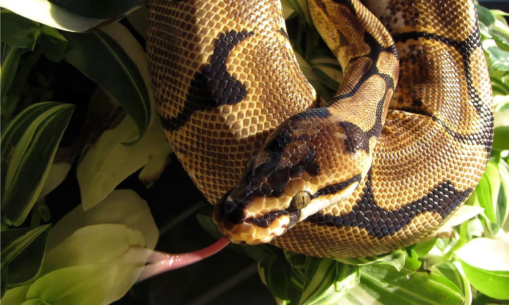 Spider ball python on plant