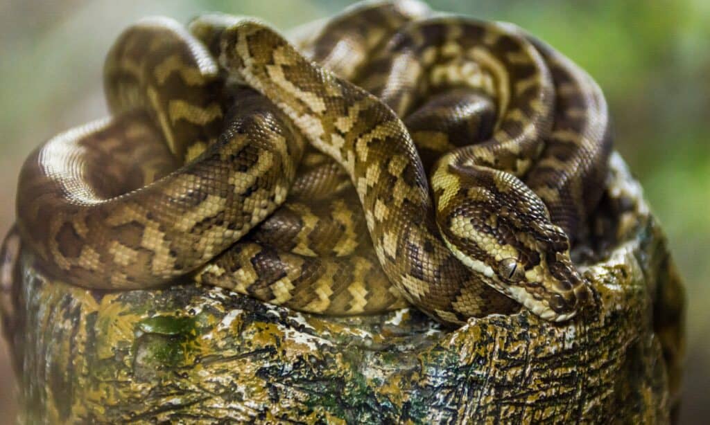 Spotted python on a stump