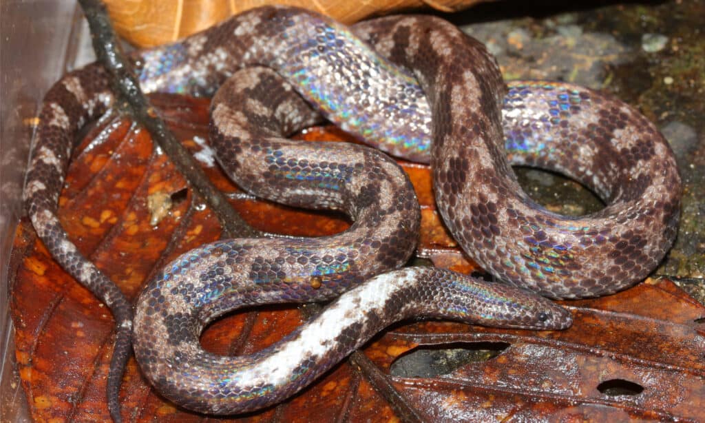 A sunbeam snake on leaf litter