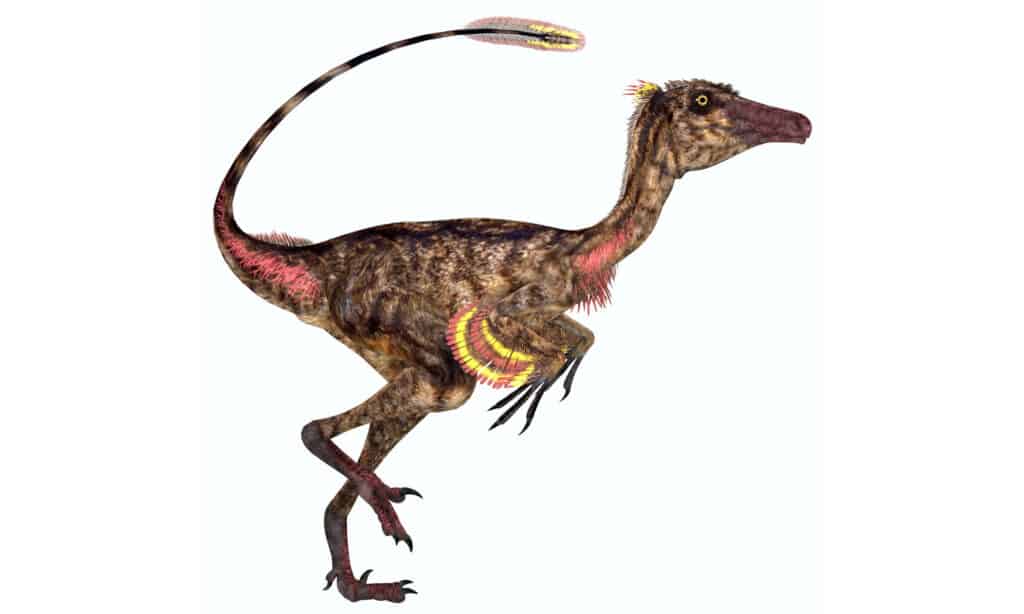 3D illustration of a troodon on a white background