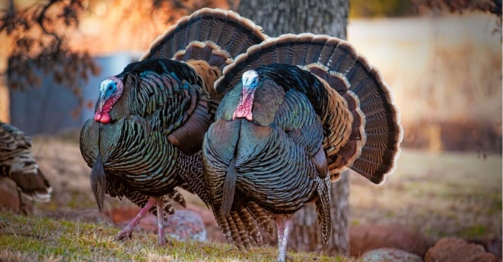 turkeys roaming in the wild