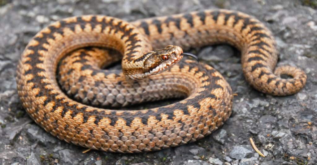 Female common adder