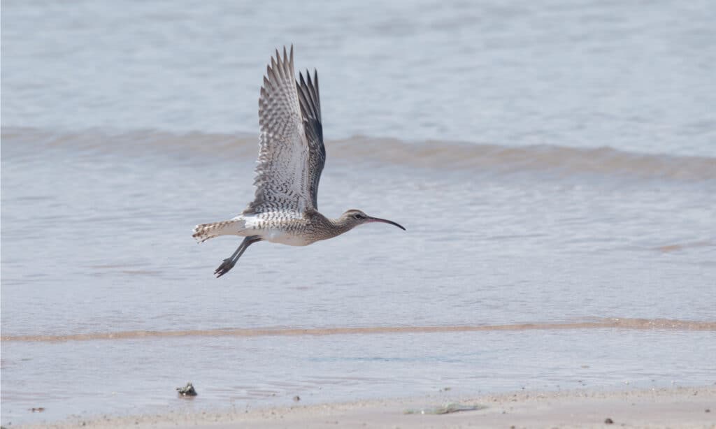 Whimbrel in flight