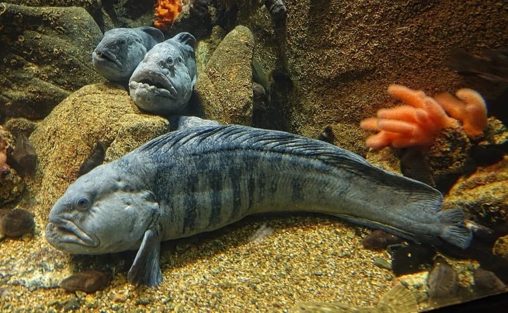 The Atlantic wolffish