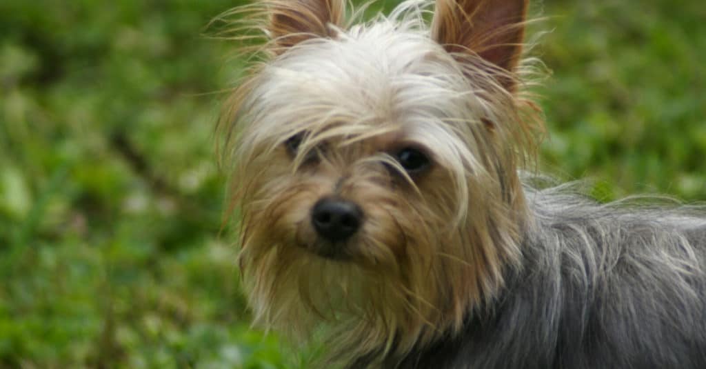 Yorkie Pom Knows He Is Adorable