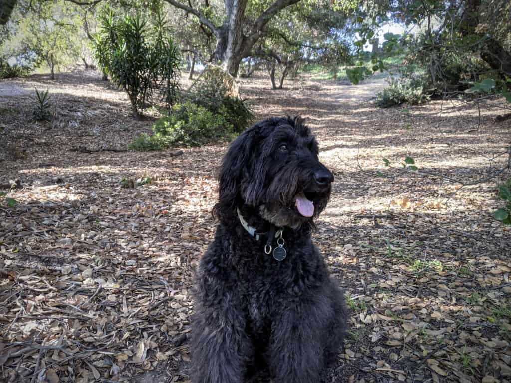 Benni took a break from running on this interesting hillsid