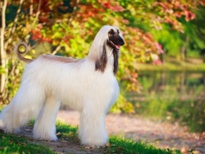 A Afghan Hound