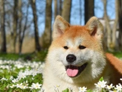 A Akita