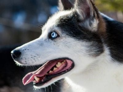 A Alaskan Husky