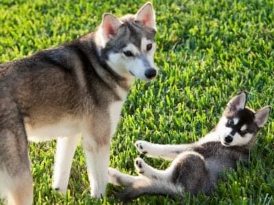 A Alaskan Klee Kai