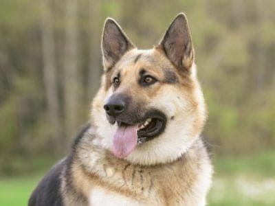 A Alaskan Shepherd