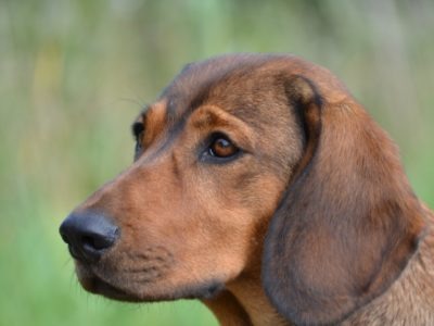 A Alpine Dachsbracke