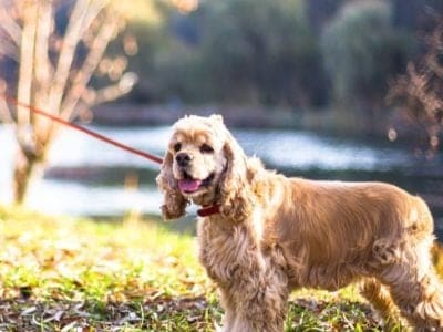 A American Cocker Spaniel